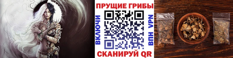 Галлюциногенные грибы Psilocybe  Закаменск 